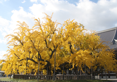 Great Ginkgo Tree